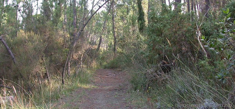 Callistosporium  xanthophyllum